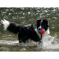 Wasserspielzeug Aqua Ball mit Squeaker, Naht schlecht